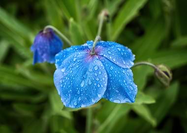 Himalayan Blue Poppy