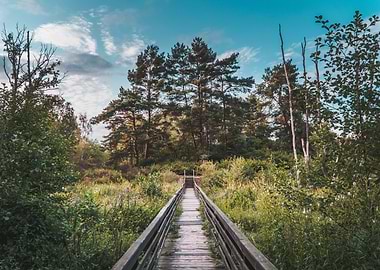 Wooden Walkway Landscape