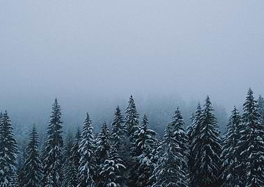 pines trees winter nature