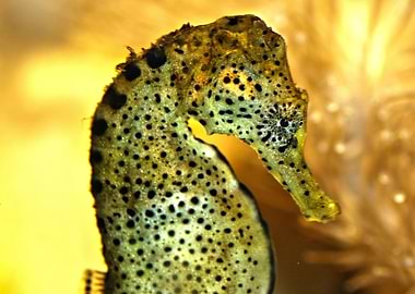 Seahorses