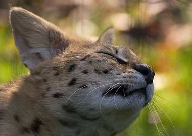 Serval basking in the sun