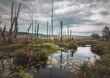 Moody Marsh Landscape