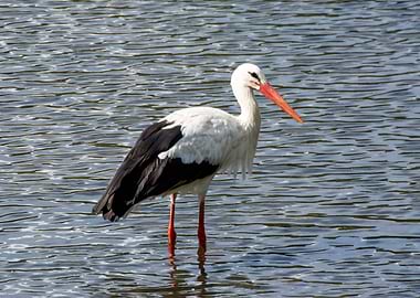 stork
