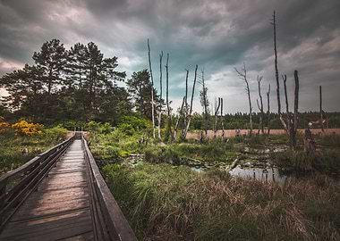 Wooden Pathway Landscape