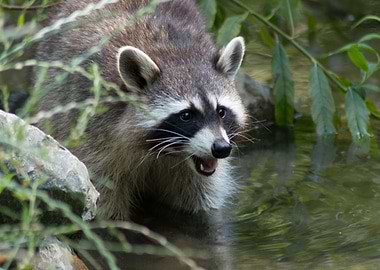 standing in the water