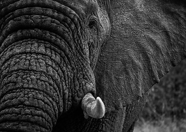 Animal Elephant Mammal