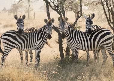 Four Zebras