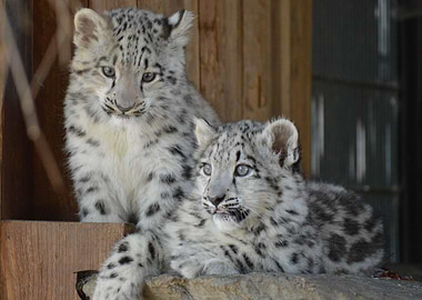 snow leopard