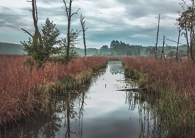 Moody Marsh Landscape