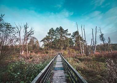 Marsh Wooden Pathway