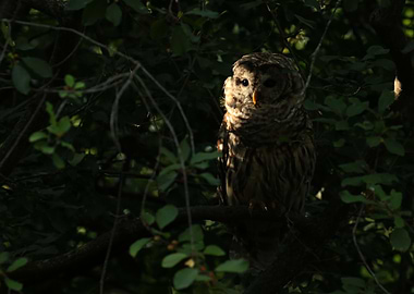 Focused on the light