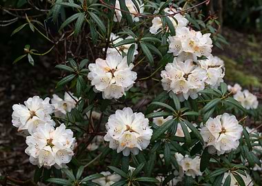 White Rhododendron Flowers