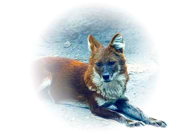 Dhole asian wild dog