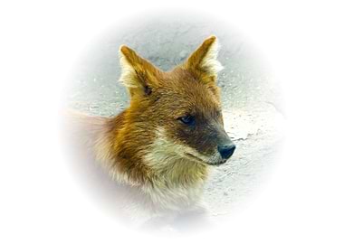 Dhole asian wild dog