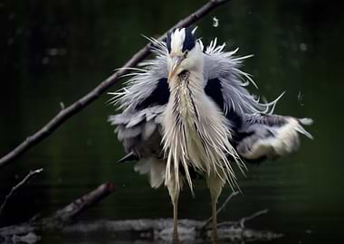 Fluffed up gray heron