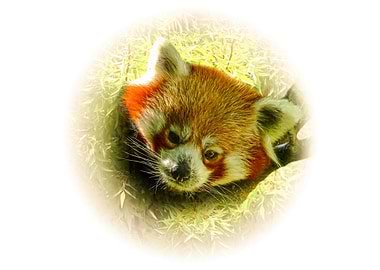 Red panda