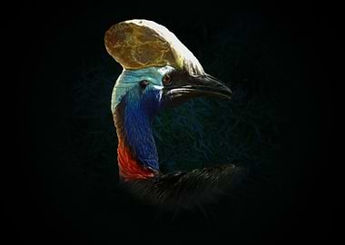 Southern cassowary