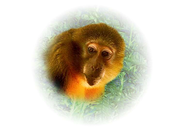 Golden bellied mangabey