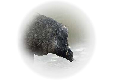 Visayan warty pig