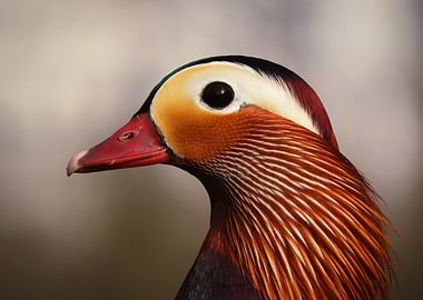 Mandarin duck side profile