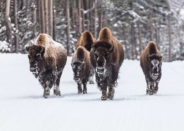 Bison Group