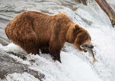 Brown bear fishing