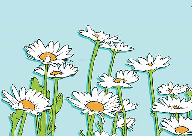 Daisies