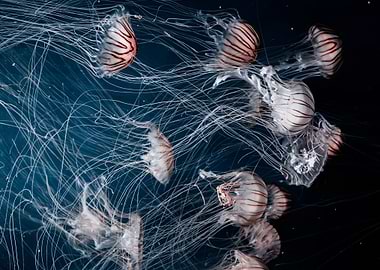 Jellyfish