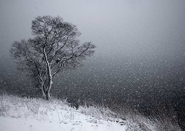 tree in snow