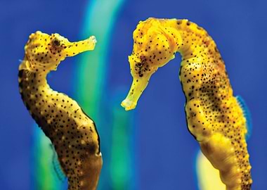 Seahorse Aquarium 4