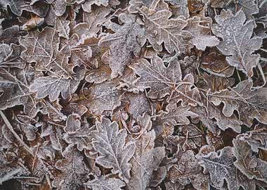 frozen leaves background