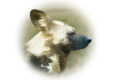 African wild dog