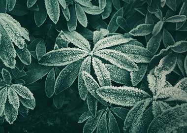 Frozen plants
