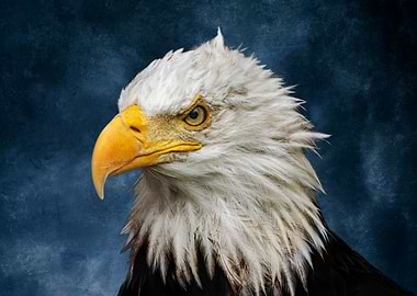 Bald Eagle On Blue