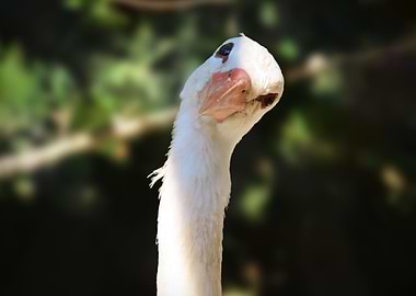 Curious stork
