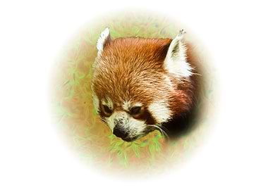 Red panda