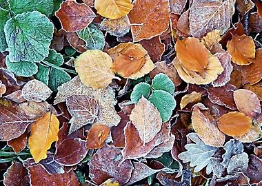 frozen leaves background