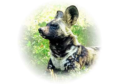 African wild dog