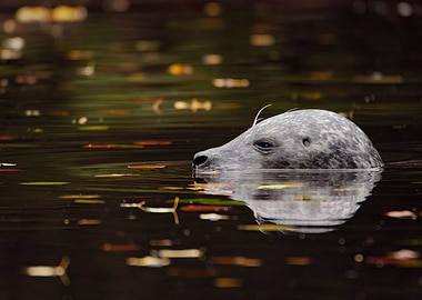 harbor seal in the water
