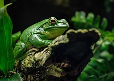 Chilling Green Tree Frog