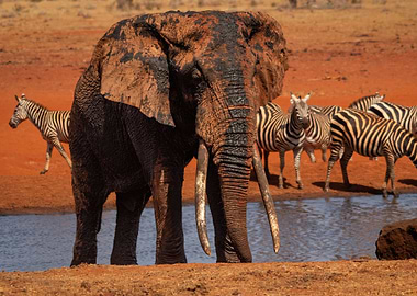 Majestic African Elephant