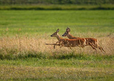 Jumping Roe Deers