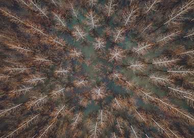 Aerial view of forest