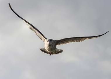 seagull flying