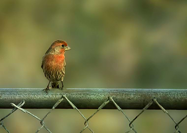 Finch on the fence