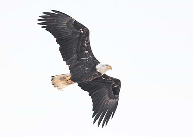 Bald eagle on white