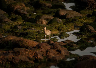 photography of a eurasian