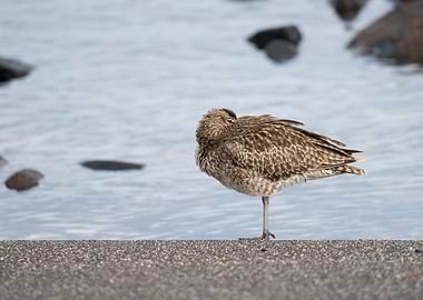 photography 0f a eurasian