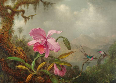 Orchids and Hummingbirds