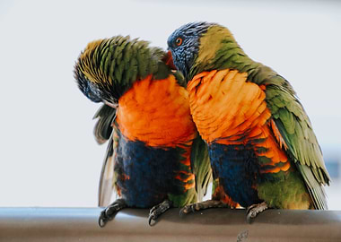 Love Birds